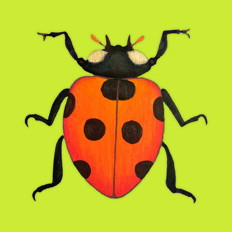 LADY BUG