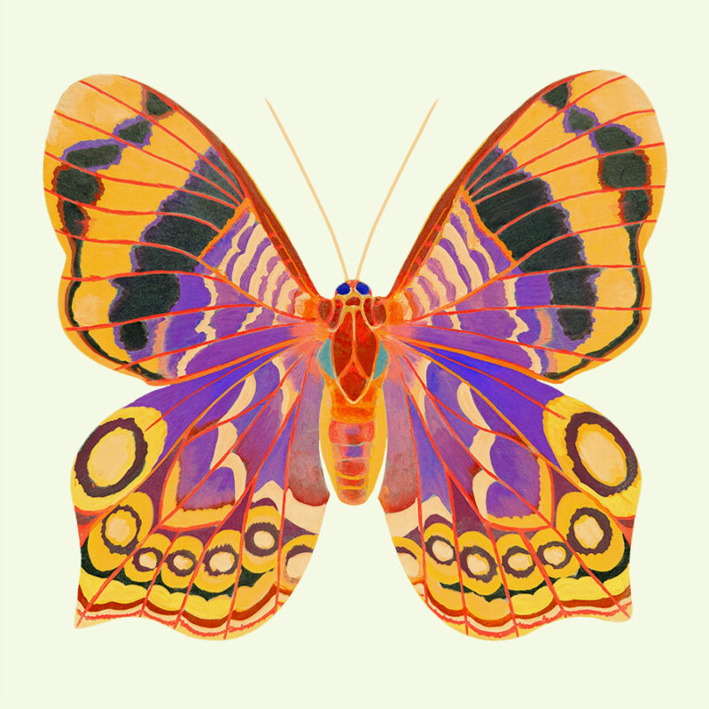 PROCILLA BEAUTY